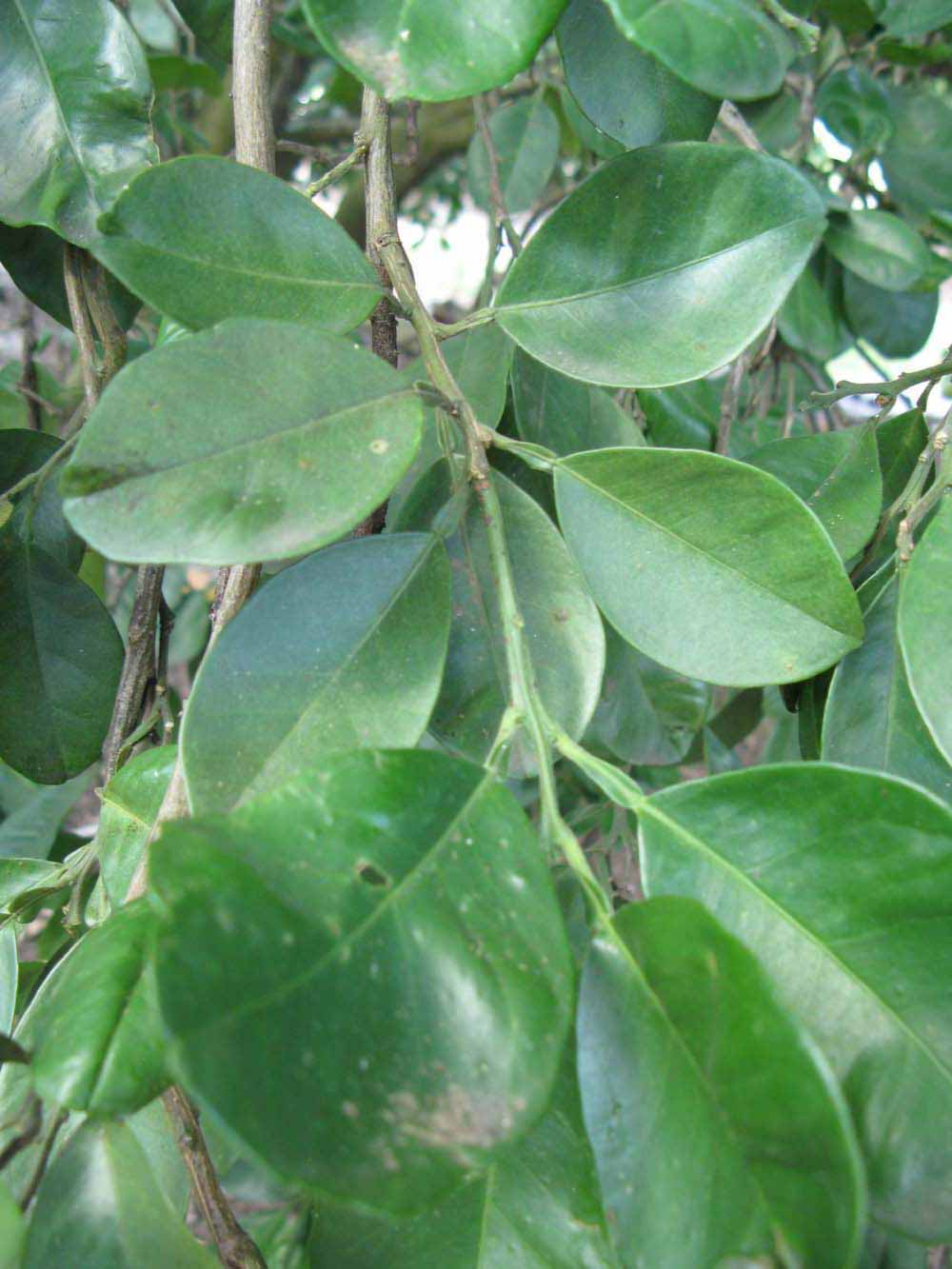              Shade leaves (Winter Haven, FL)       